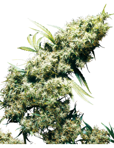 Jamaican Pearl - Sensi Seeds femminizzati Sensi Seeds €27,50