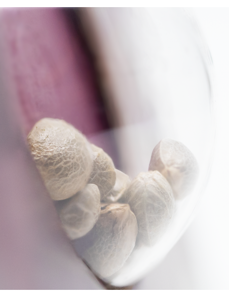 Jamaican Pearl - Sensi Seeds femminizzati Sensi Seeds €27,50