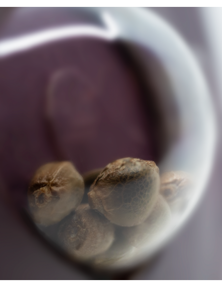 Big Bud - Sensi Seeds femminizzati Sensi Seeds €34,99 Big Bud - Sensi Seeds femminizzati Sensi Seeds €34,99