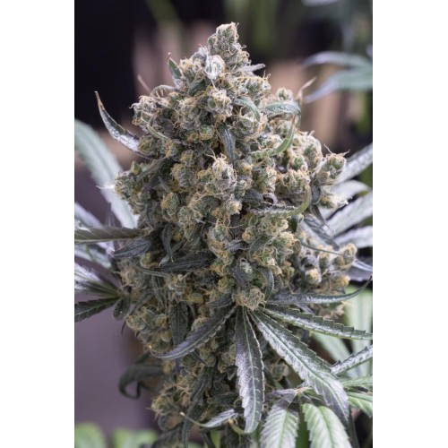 Fast Flowering Green Crack - Humboldt Seed Organization femminizzati Humboldt Seed Organization €28,00