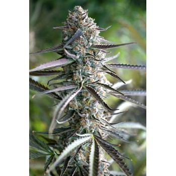 Pineapple Chem Auto - Humboldt Seed Organization femminizzati Humboldt Seed Organization €33,50