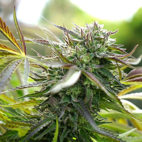 Pineapple Chem Auto - Humboldt Seed Organization femminizzati Humboldt Seed Organization €33,50