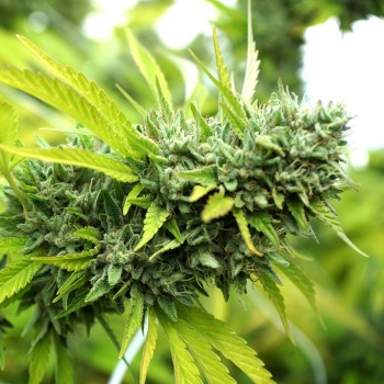 Mango OG Auto - Humboldt Seed Organization femminizzati Humboldt Seed Organization €33,50