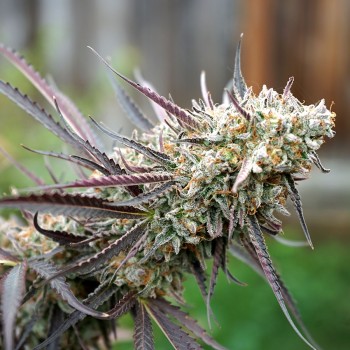 Ice Cream Cake Fast Flowering - Humboldt Seed Otrganization femminizzati Humboldt Seed Organization €35,00
