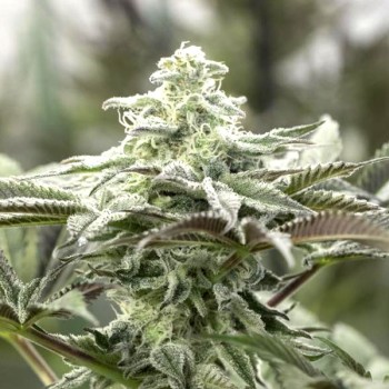 Lemon Citron - Humboldt Seed Organization femminizzati Humboldt Seed Organization €32,00