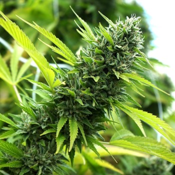 Banana Sapphire - Humboldt Seed Orgazation femminizzati Humboldt Seed Organization €38,00