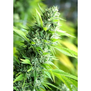 Banana Sapphire - Humboldt Seed Orgazation femminizzati Humboldt Seed Organization €38,00 2