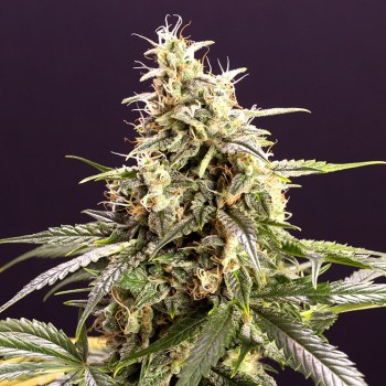 Chem Bomb Auto - Humboldt Seed Organization femminizzati Humboldt Seed Organization €33,50