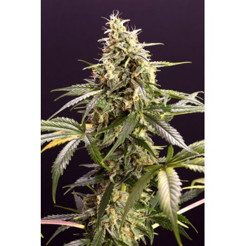 Chem Bomb Auto - Humboldt Seed Organization femminizzati Humboldt Seed Organization €33,50 2