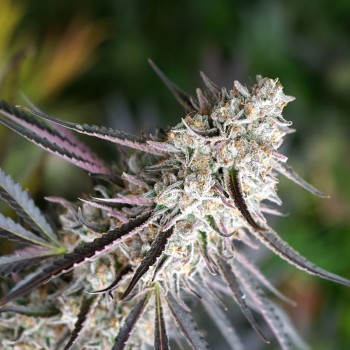 Florida Gaspack - Humboldt Seed Organization femminizzati Humboldt Seed Organization €33,50
