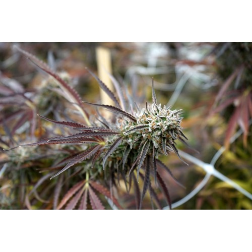 Florida Gaspack - Humboldt Seed Organization femminizzati Humboldt Seed Organization €33,50