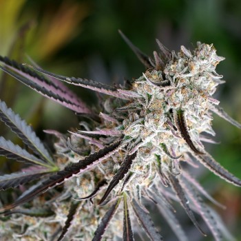 Peanut Butter Breath Fast Flowering - Humboldt Seed Organizaton femminizzati Humboldt Seed Organization €54,00