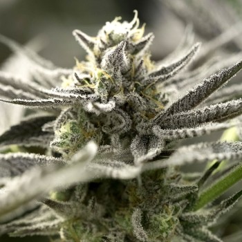OGKZ Auto - Humboldt Seed Organization femminizzati Humboldt Seed Organization €52,50