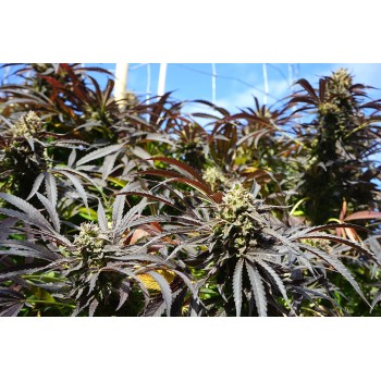 Runtz Fast Flowering - Humboldt Seed Organiuzation Humboldt Seed Organization €54,00 2