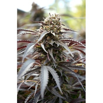 White Runtz Fast Flowering- Humboldt Seed Organization femminizzati Humboldt Seed Organization €34,50