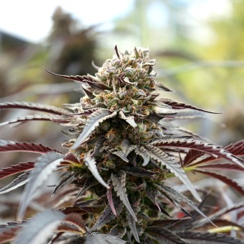 White Runtz Fast Flowering- Humboldt Seed Organization femminizzati Humboldt Seed Organization €34,50 2