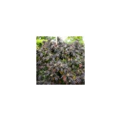 White Runtz Fast Flowering- Humboldt Seed Organization femminizzati Humboldt Seed Organization €34,50