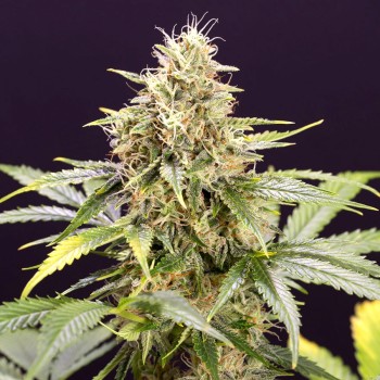 Chocolate Mint OG Auto - Humboldt Seed Organization femminizati Humboldt Seed Organization €52,50