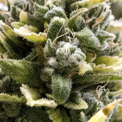 OG Kush Auto - Humboldt Seed Organization femminizzati Humboldt Seed Organization €33,50