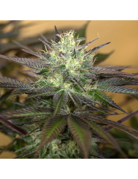 Sapphire OG - Humboldt Seed Organization femminizzati Humboldt Seed Organization €33,50