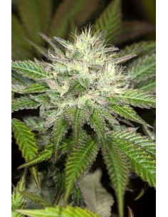 Sapphire OG - Humboldt Seed Organization femminizzati Humboldt Seed Organization €33,50 2