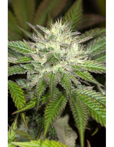 Sapphire OG - Humboldt Seed Organization femminizzati Humboldt Seed Organization €33,50