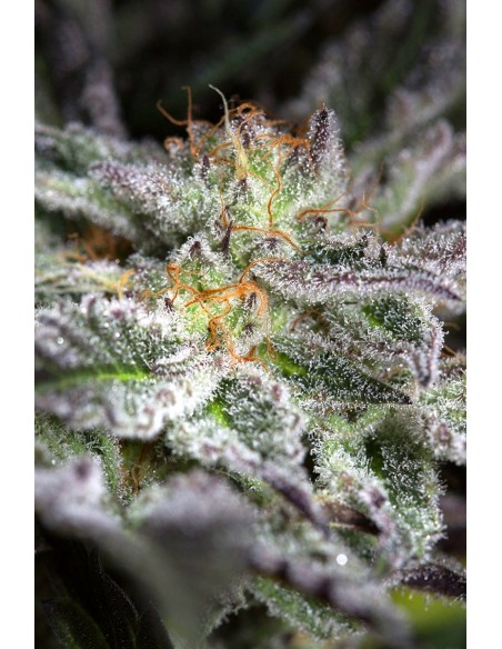 Sapphire OG - Humboldt Seed Organization femminizzati Humboldt Seed Organization €33,50