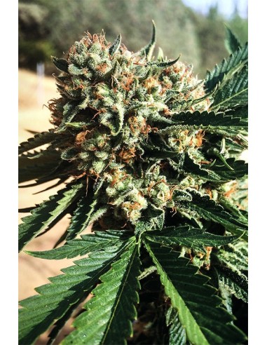 Sapphire OG - Humboldt Seed Organization femminizzati Humboldt Seed Organization €33,50