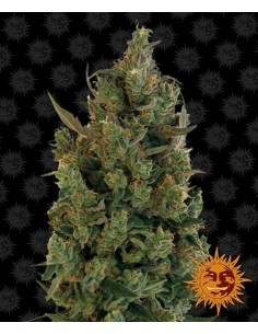 Blueberry Cheese - Barney's Farm femminizzati Barney's Farm €30,00