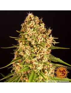 Blueberry Cheese - Barney's Farm femminizzati Barney's Farm €30,00 2