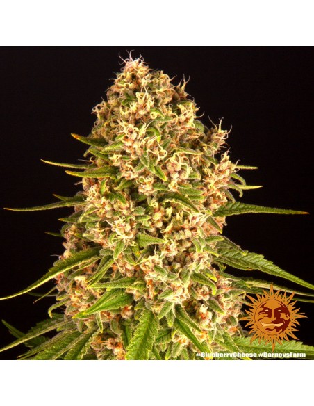 Blueberry Cheese - Barney's Farm femminizzati Barney's Farm €30,00