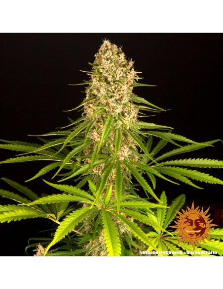 Blueberry Cheese - Barney's Farm femminizzati Barney's Farm €30,00