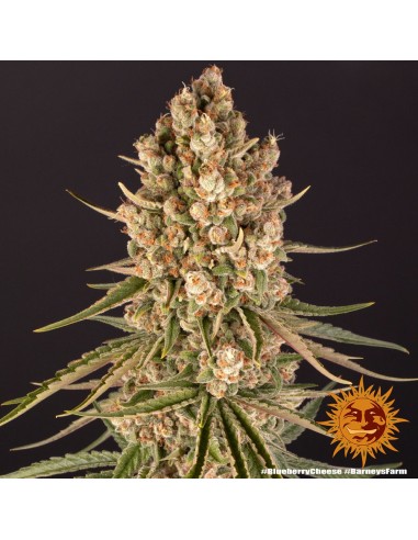 Blueberry Cheese - Barney's Farm femminizzati Barney's Farm €30,00