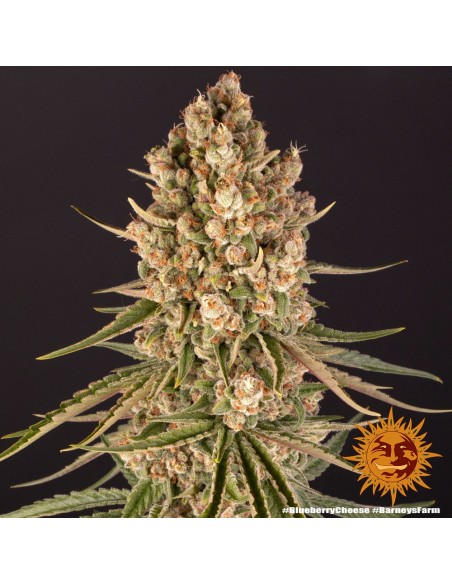 Blueberry Cheese - Barney's Farm femminizzati Barney's Farm €30,00