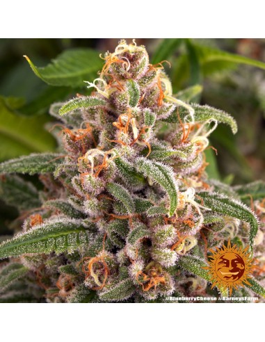 Blueberry Cheese - Barney's Farm femminizzati Barney's Farm €30,00