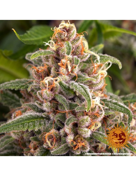 Blueberry Cheese - Barney's Farm femminizzati Barney's Farm €30,00