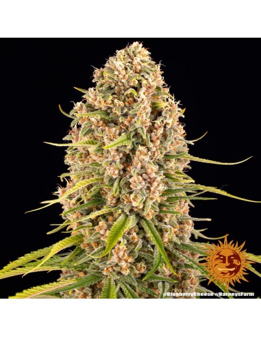 Blueberry Cheese - Barney's Farm femminizzati Barney's Farm €30,00