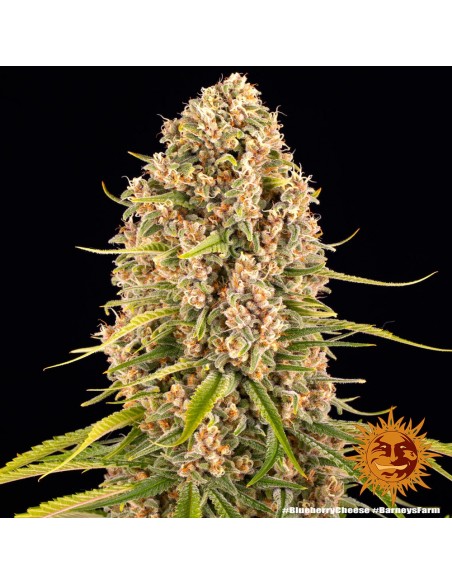 Blueberry Cheese - Barney's Farm femminizzati Barney's Farm €30,00