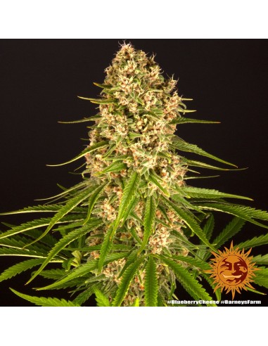 Blueberry Cheese - Barney's Farm femminizzati Barney's Farm €30,00