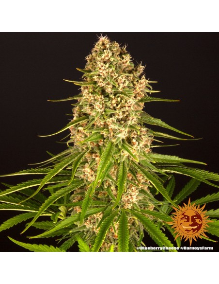 Blueberry Cheese - Barney's Farm femminizzati Barney's Farm €30,00