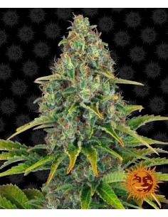 Blueberry Cheese Auto - Barney's Farm femminizzati Barney's Farm €27,00