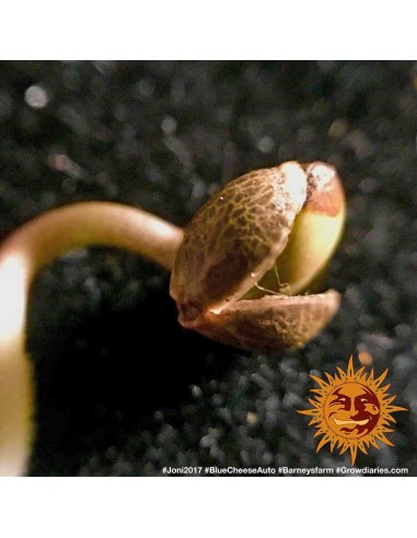 Blueberry Cheese Auto - Barney's Farm femminizzati Barney's Farm €27,00