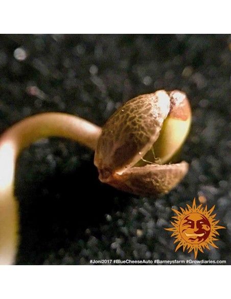 Blueberry Cheese Auto - Barney's Farm femminizzati Barney's Farm €27,00