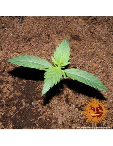 Blueberry Cheese Auto - Barney's Farm femminizzati Barney's Farm €27,00