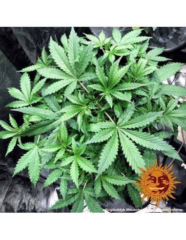 Blueberry Cheese Auto - Barney's Farm femminizzati Barney's Farm €27,00