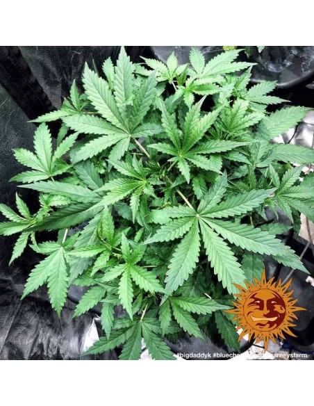 Blueberry Cheese Auto - Barney's Farm femminizzati Barney's Farm €27,00