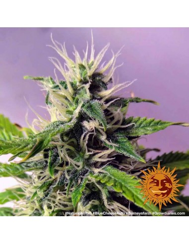 Blueberry Cheese Auto - Barney's Farm femminizzati Barney's Farm €27,00