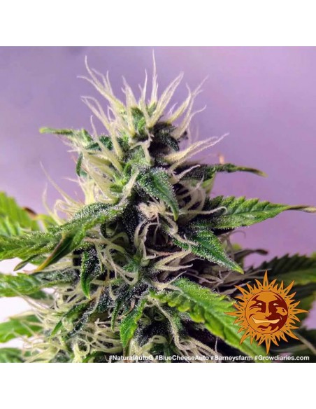 Blueberry Cheese Auto - Barney's Farm femminizzati Barney's Farm €27,00