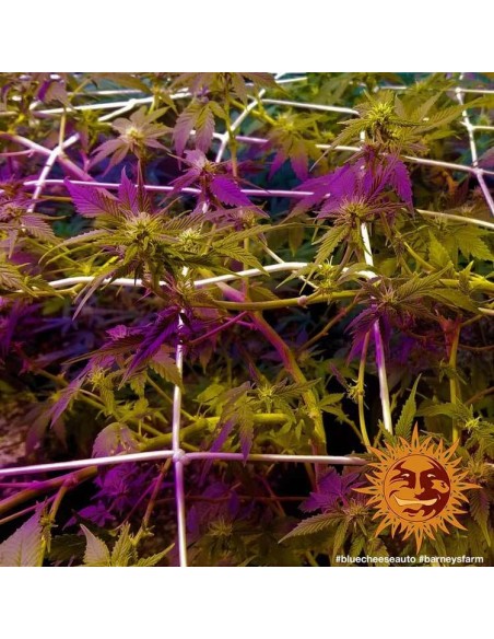 Blueberry Cheese Auto - Barney's Farm femminizzati Barney's Farm €27,00