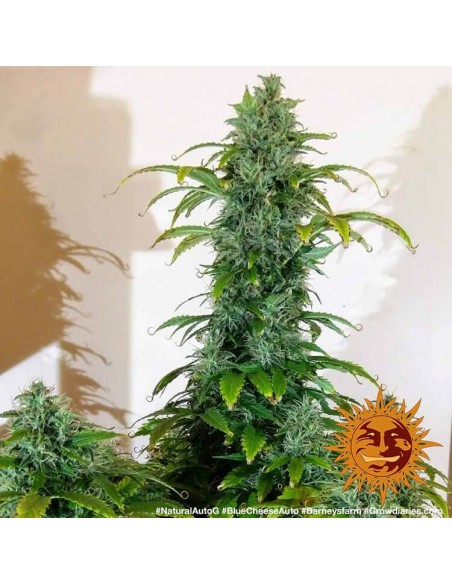 Blueberry Cheese Auto - Barney's Farm femminizzati Barney's Farm €27,00